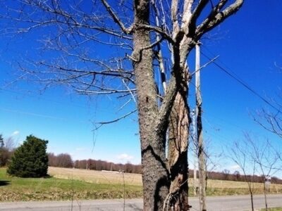 The Honeybee Swarm that Got Away: Lessons from Overextending on Homestead Tasks Image